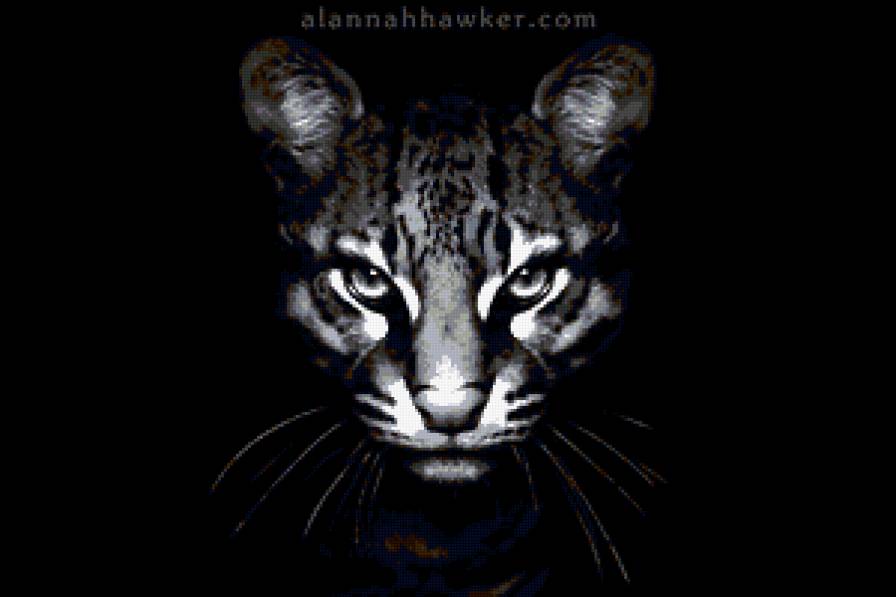 кошка - черно-белое, хищники, глаза, животные, взгляд, кошки - предпросмотр