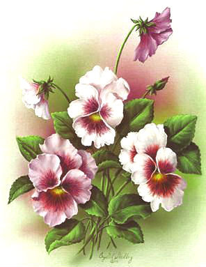 анютки - цветы - оригинал