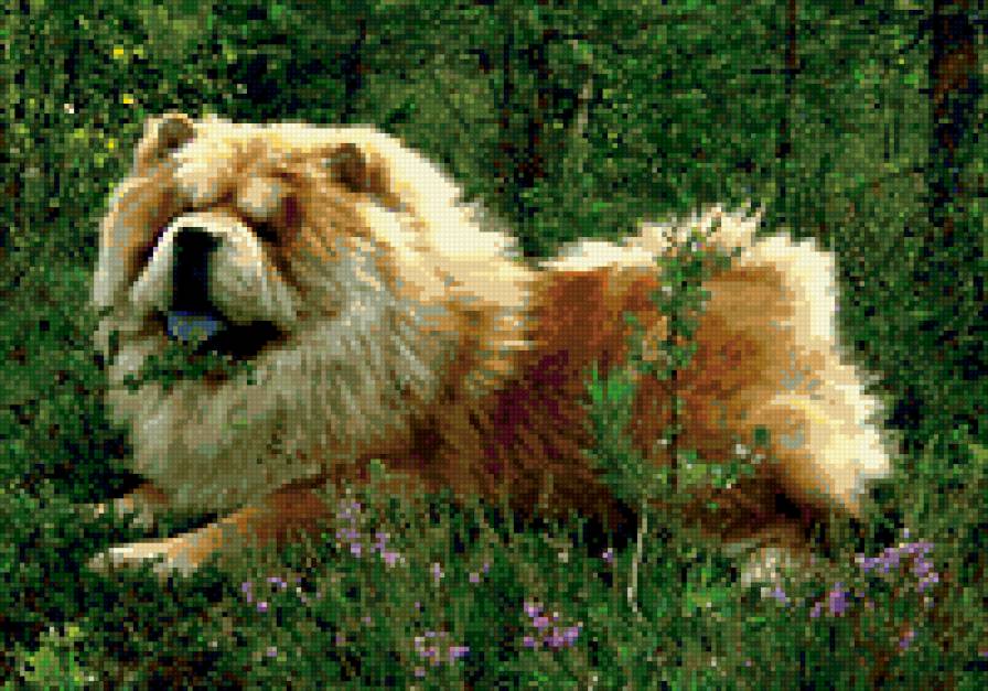 Чау-чау в траве - пейзаж, чау-чау, природа, собака - предпросмотр