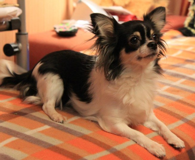 №218798 - собачки - оригинал