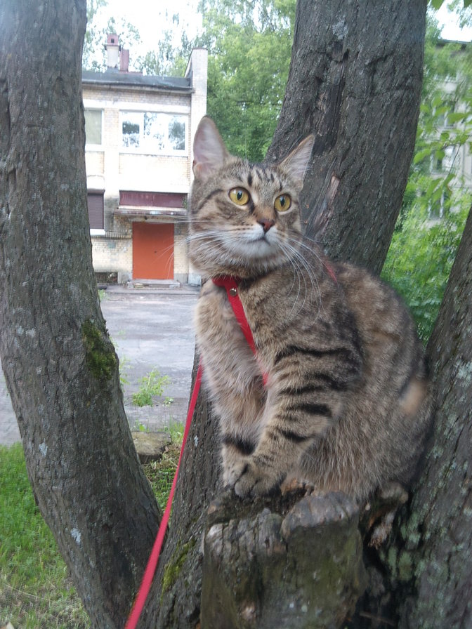 на прогулке - оригинал