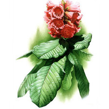 Рододендрон.