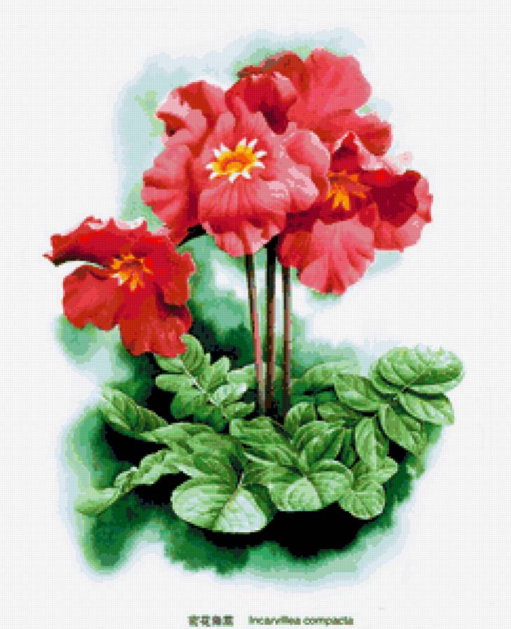 Инкарвиллея плотная - растения, цветы, природа - предпросмотр