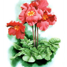 Инкарвиллея плотная