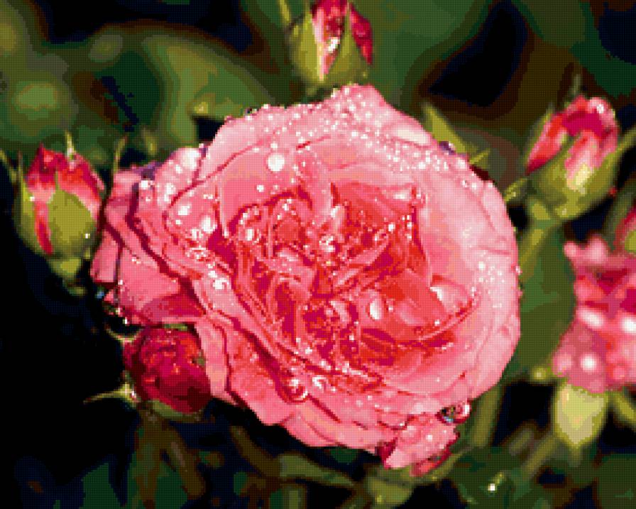 РОЗА - капли воды, цветы, розовая роза - предпросмотр