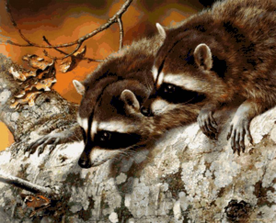 Лесные разбойники. - дивотные, еноты., природа - предпросмотр