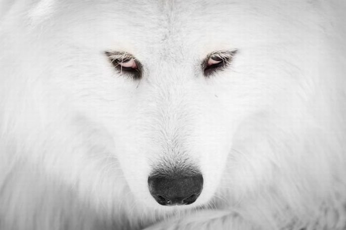 Лапуля - животные - оригинал