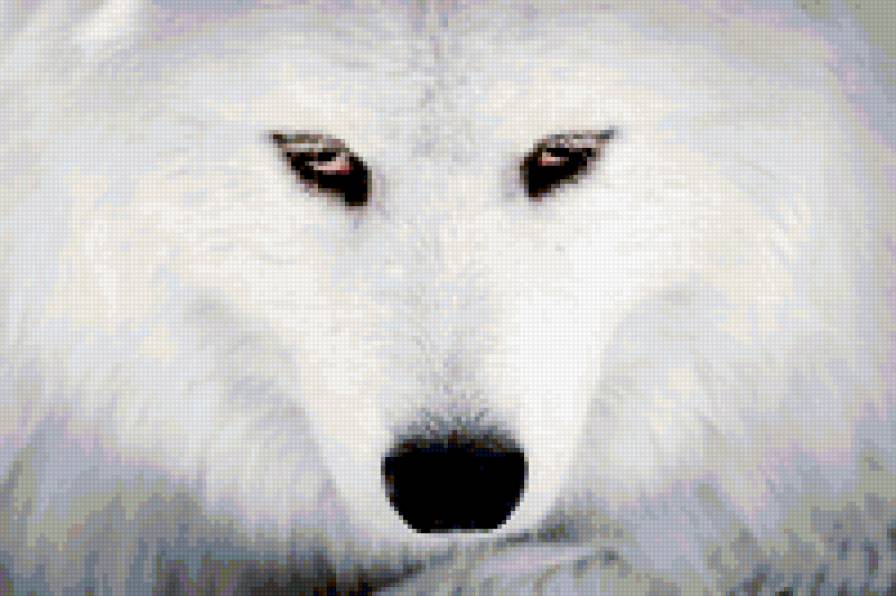 Лапуля - животные - предпросмотр