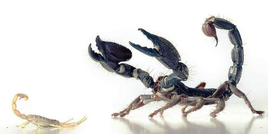 Скорпионы - насекомые - оригинал
