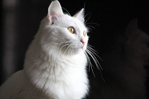 мечты - мечты, кошка, взгляд - оригинал