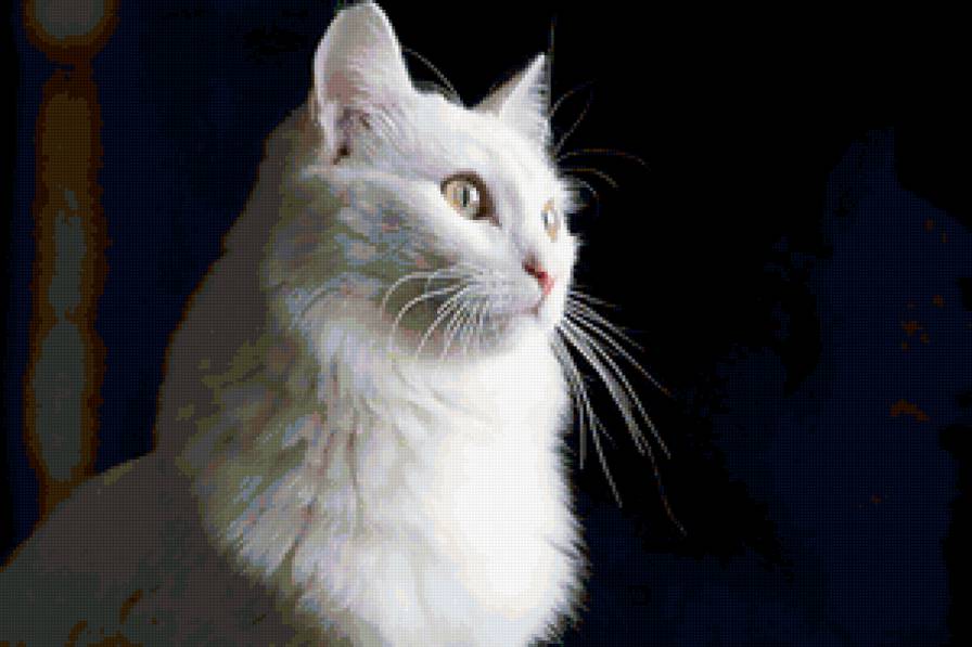 мечты - взгляд, мечты, кошка - предпросмотр