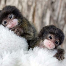 Схема вышивки «Обезянки»