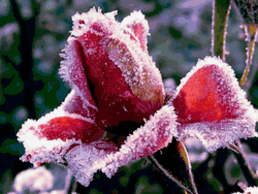 ЗАСТЫВШИЙ ПОЦЕЛУЙ ЗИМЫ - времена года, роза, снег, цветок, зима - предпросмотр