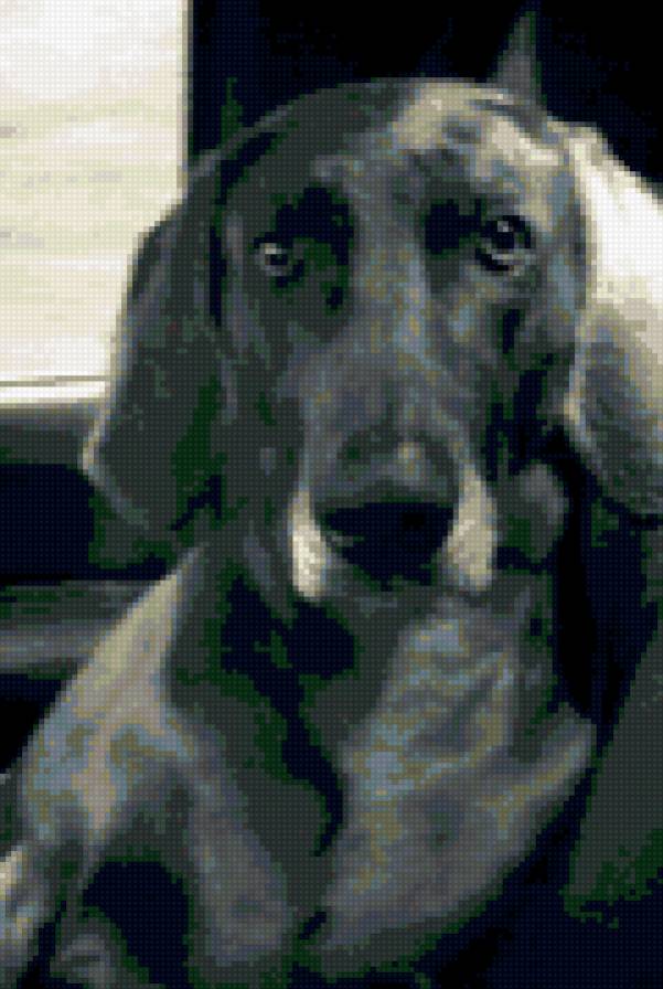 Betty - предпросмотр