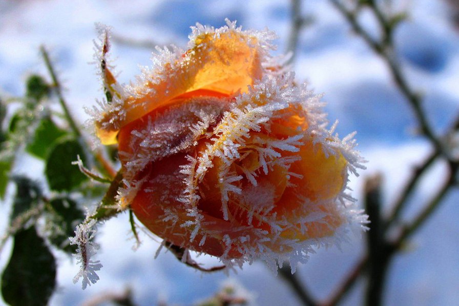 ЗАСТЫВШИЙ ПОЦЕЛУЙ ЗИМЫ - роза, зима, цветок, времена года, снег - оригинал