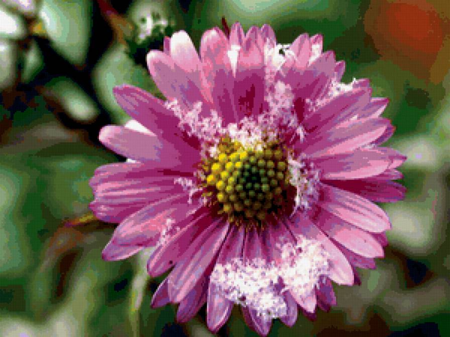 ЗАСТЫВШИЙ ПОЦЕЛУЙ ЗИМЫ - зима, времена года, цветок, снег - предпросмотр