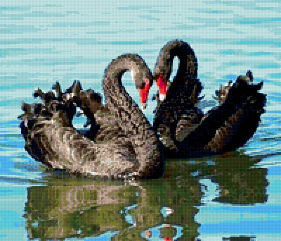 Любовь - любовь, лебеди, верность. - предпросмотр