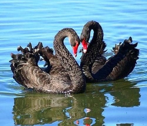 Любовь - верность., любовь, лебеди - оригинал