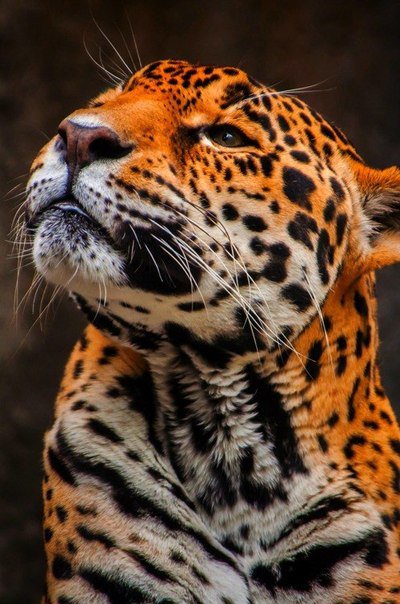 Леопард - кошки - оригинал