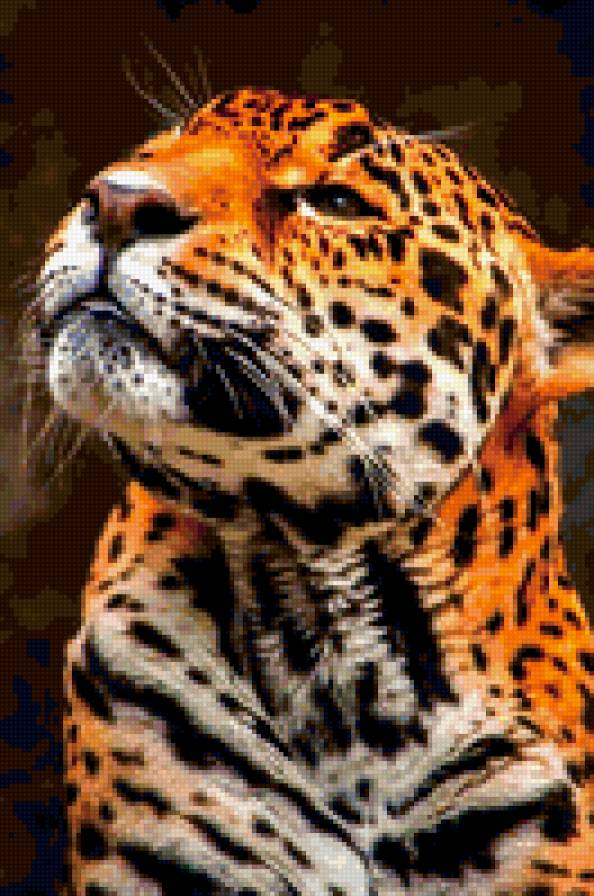 Леопард - кошки - предпросмотр