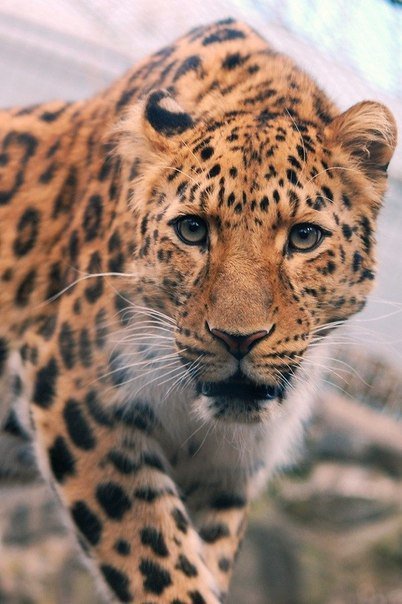 Леопард - кошки - оригинал