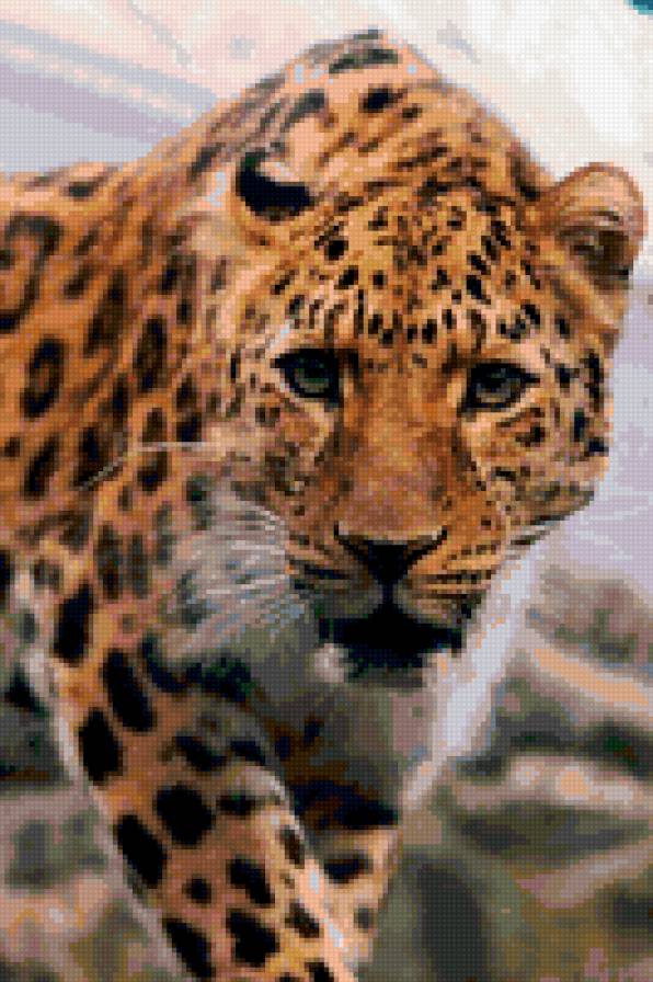 Леопард - кошки - предпросмотр