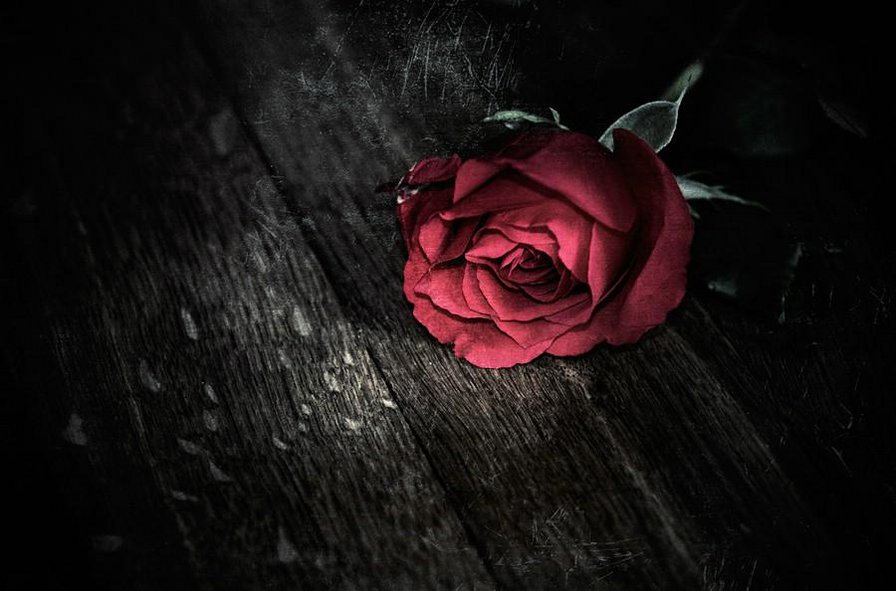 Роза - роза, цветы - оригинал