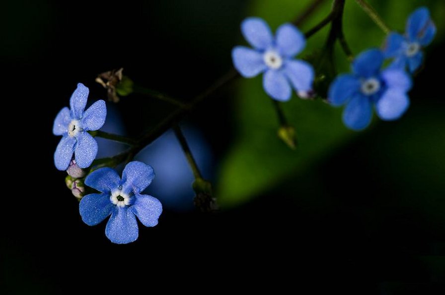Синие цветочки - цветы - оригинал