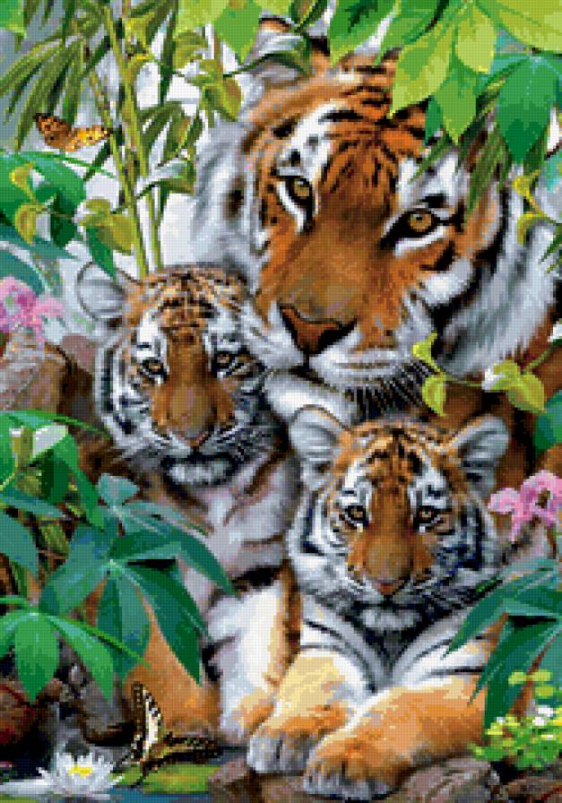 тигры - картина, тигры, природа, фауна, животные - предпросмотр