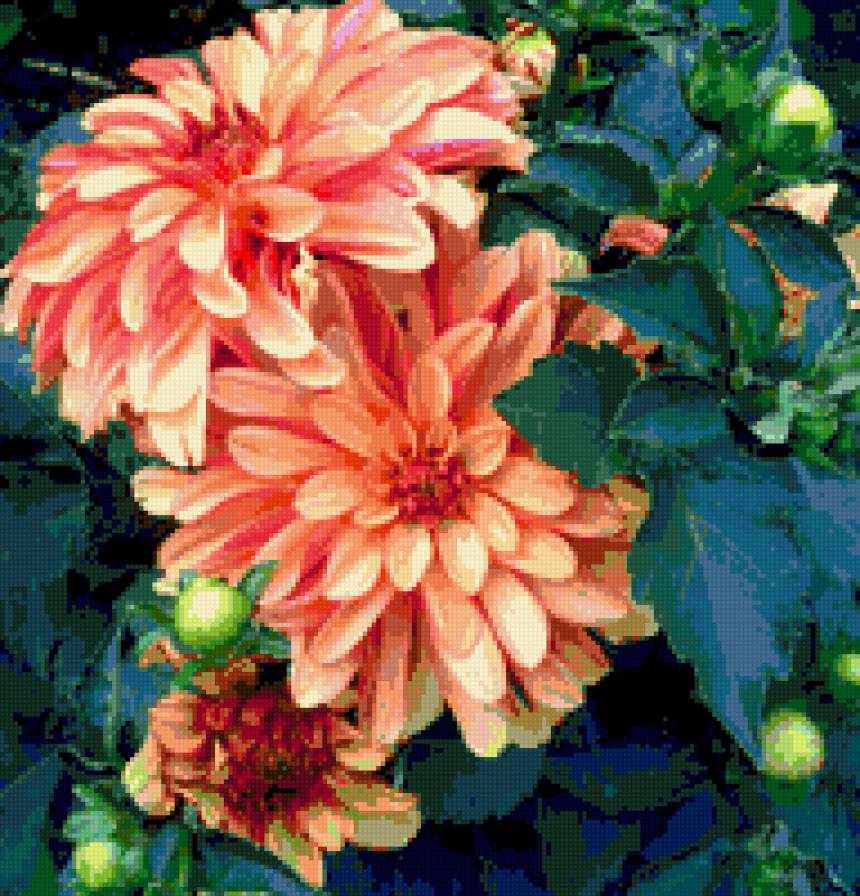 Георгины - георгины., цветы - предпросмотр