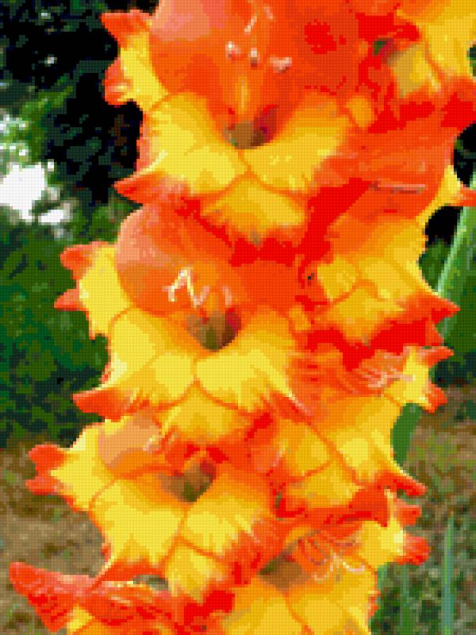 Гладиолус - гладиолус., цветы - предпросмотр