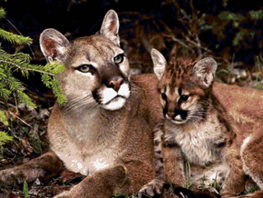 ПУМА - мать и дитя, звери, америка, дикие кошки, животные, хищники - предпросмотр