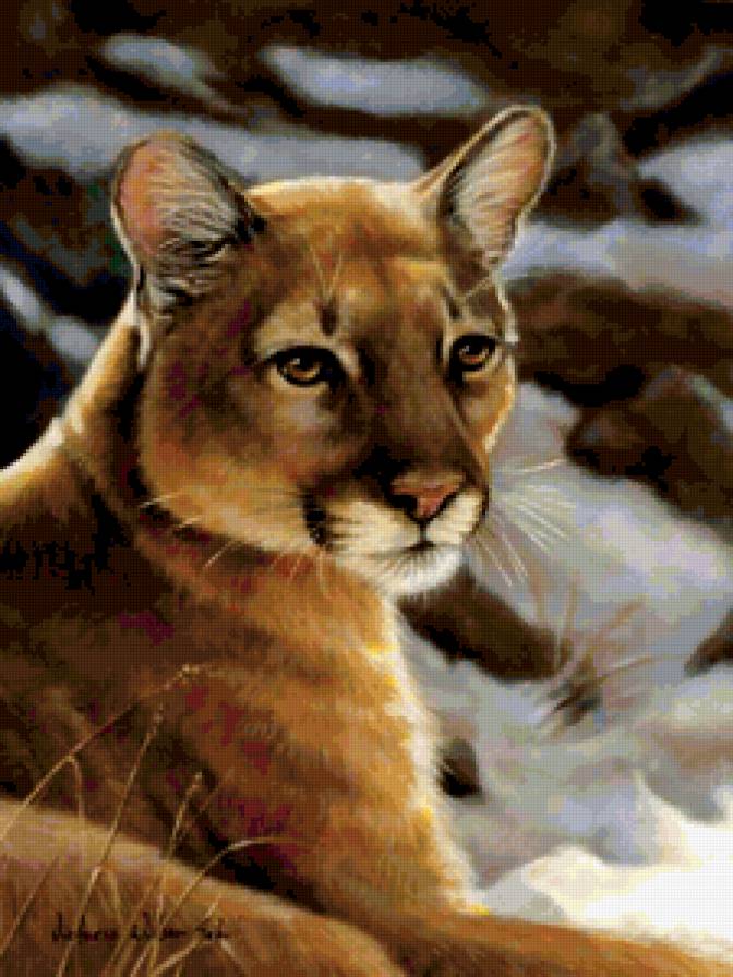 ГОРНАЯ ПУМА - америка, пума, взгляд, животные, хищник - предпросмотр