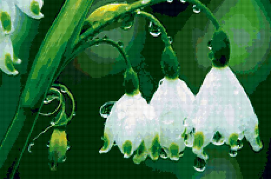 ландышы - цветы.ландышы - предпросмотр