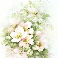 Цветы шиповника.