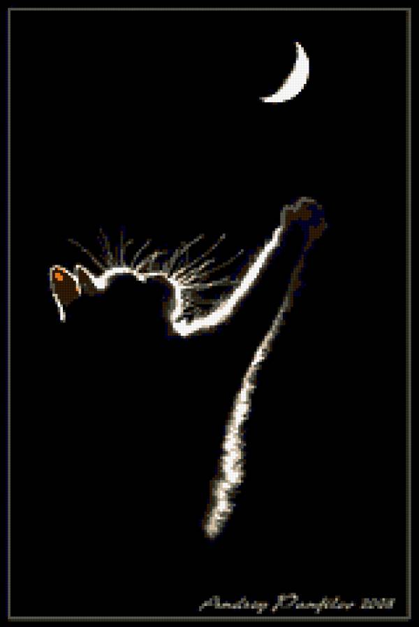 котик на луну - предпросмотр