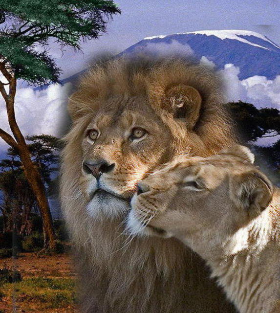 пара - львы, семья, лев, хищник, дикие кошки, зверь, нежность, животные - оригинал
