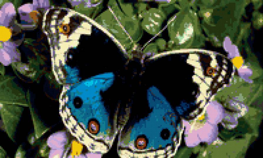 бабочка - бабочка, насекомое - предпросмотр