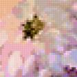 Предпросмотр схемы вышивки «Сиреневые хризантемы» (№221865)