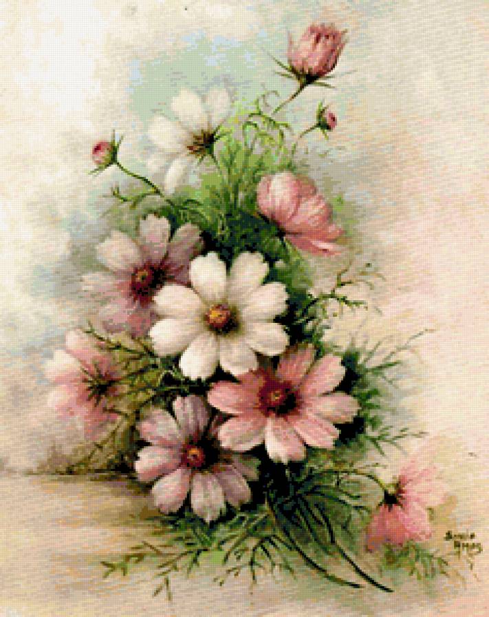 Нежные космеи - букеты, космеи., цветы - предпросмотр