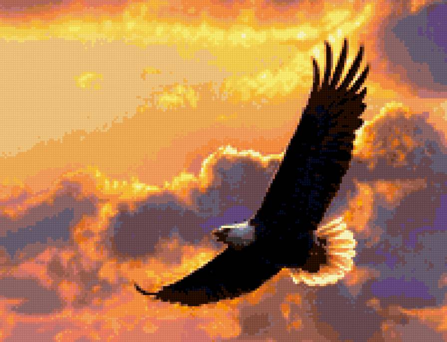 орел - полет, птицы - предпросмотр