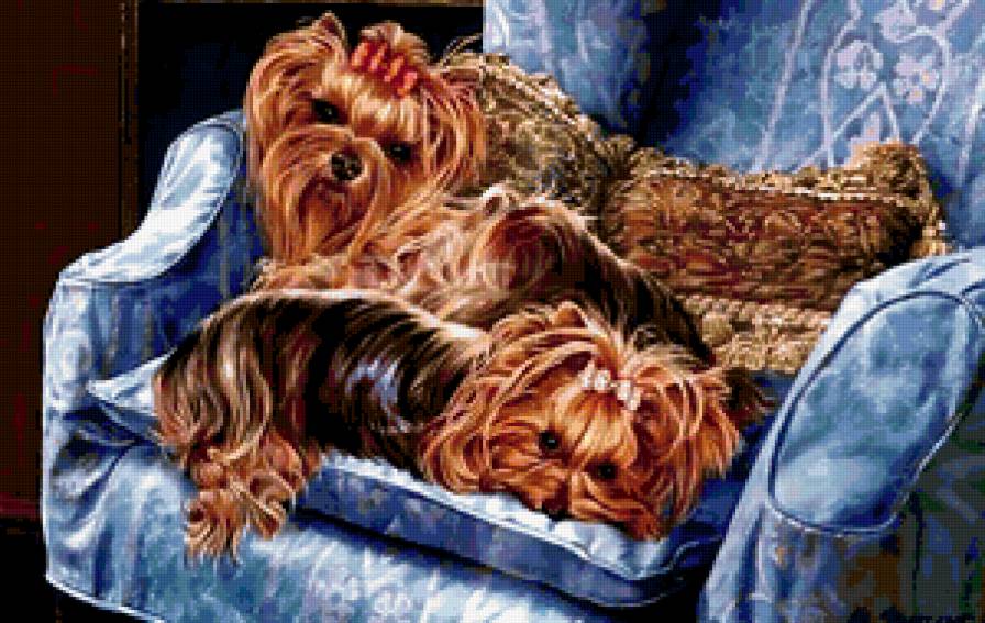 Симпатяшки - собака, терьер - предпросмотр