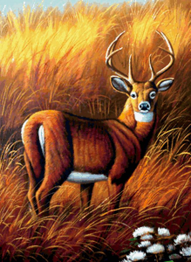 ОЛЕНЬ - пшеничное поле, степи, взгляд, животные - предпросмотр