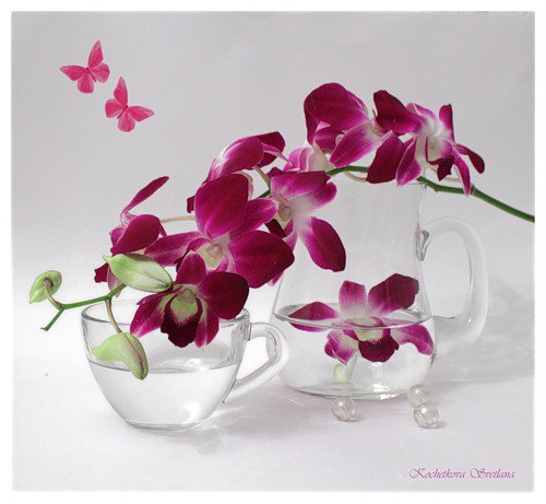 орхидея - цветы, орхидея, бабочки, мотыльки - оригинал