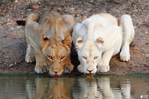 ЛЬВИЦЫ - животные, белый лев, лев, река, хищник - оригинал