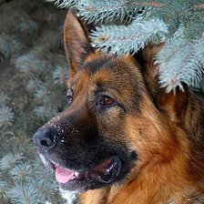 Схема вышивки «ovcharka v elyach 2»