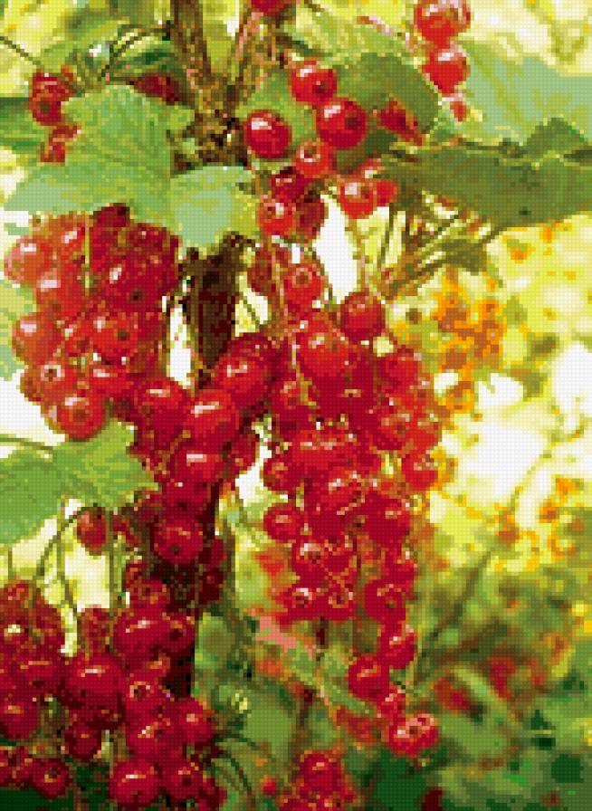 красная смородина - ягоды - предпросмотр