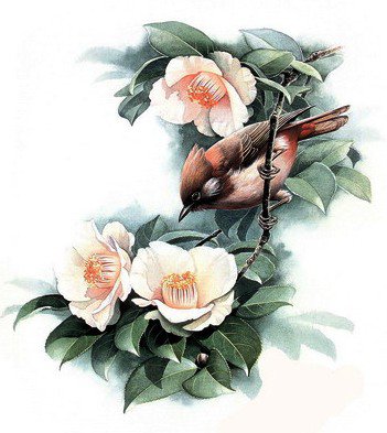 Птица - птица, природа, дерево, цветы - оригинал