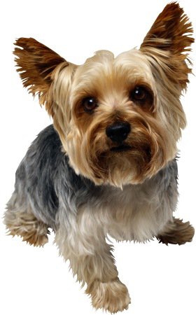 Собачка - оригинал