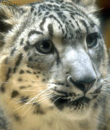 Барс - оригинал